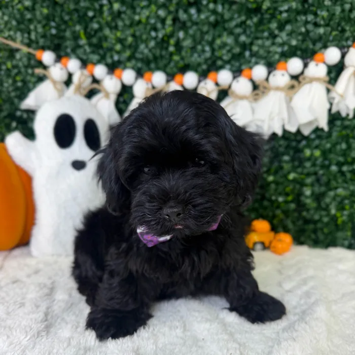 Male Shorkie puppy named Angel for sale at Puppy Dreams - Garland.
