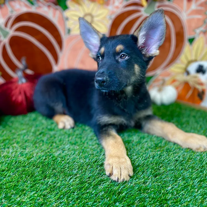 Male German Shepherd puppy named Otto for sale at Puppy Dreams - Carrollton.