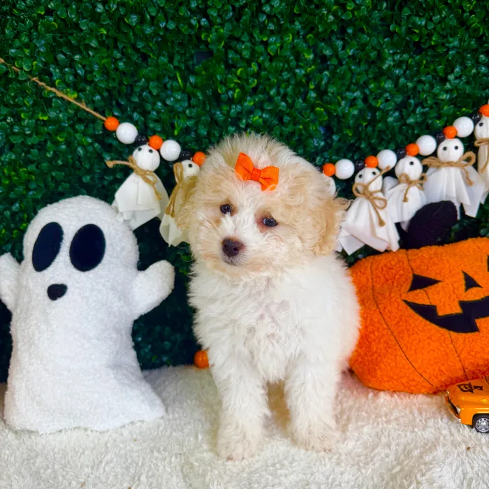 Female Bichon-Poodle puppy named Velvet for sale at Puppy Dreams - Garland.