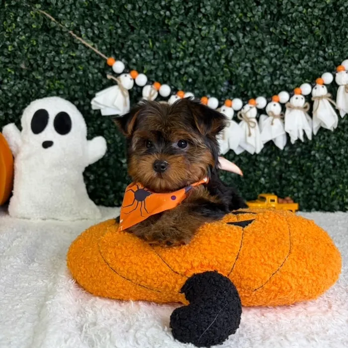 Male Yorkie puppy named Binx for sale at Puppy Dreams - Garland.