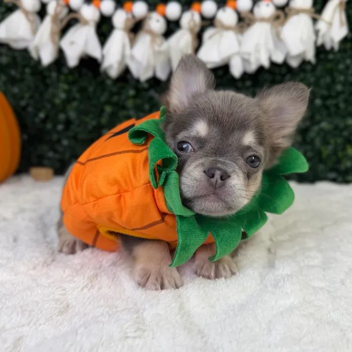 Male Fluffy French Bulldog puppy named Ghost for sale at Puppy Dreams - Garland.