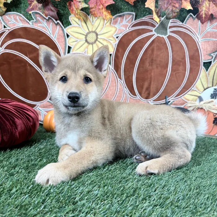 Male Shiba Inu puppy named Doge for sale at Puppy Dreams - Carrollton.
