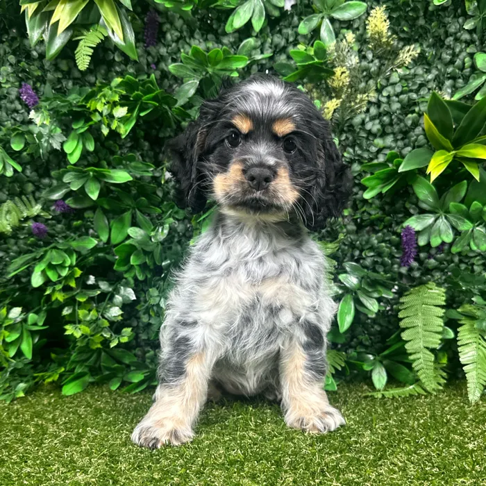 Female Cocker Spaniel puppy named Sadie for sale at Puppy Dreams - Parks Mall.