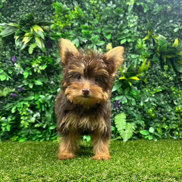 Male Yorkie puppy named Theo for sale at Puppy Dreams - Parks Mall.