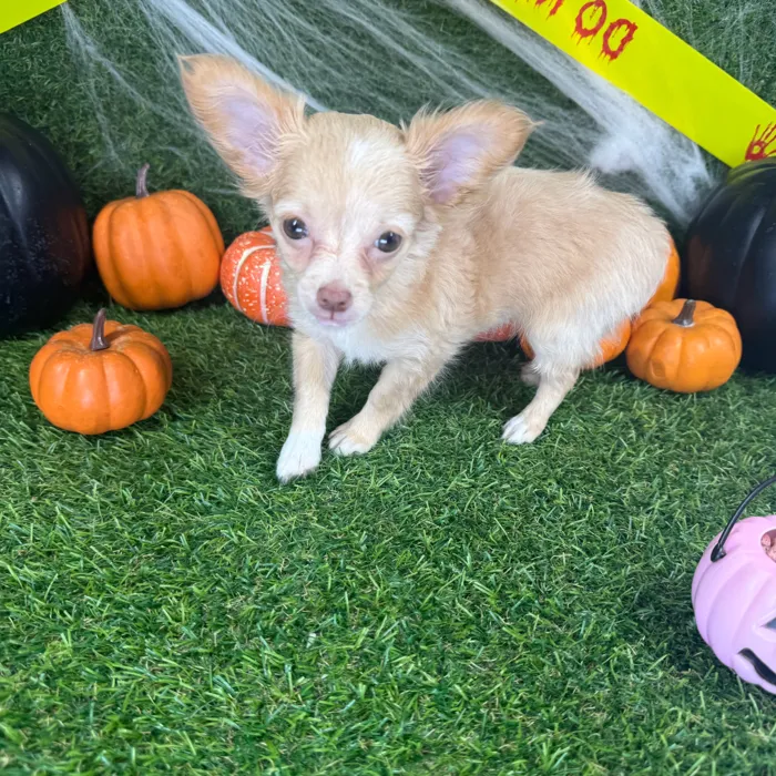 Female Chihuahua puppy named Sol for sale at Puppy Dreams - Arlington.