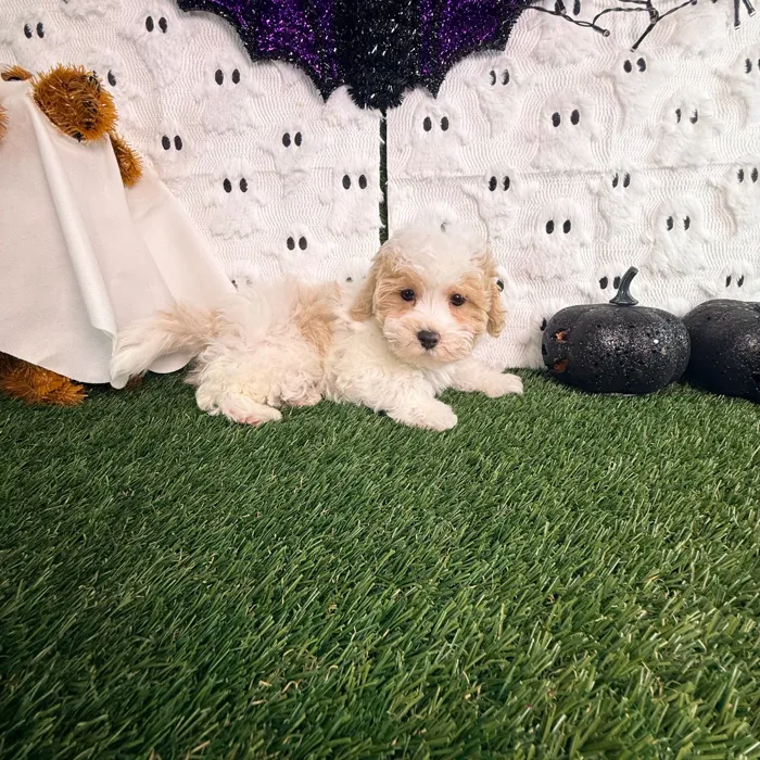 Male Maltipoo puppy named Nugget for sale at Puppy Dreams - Carrollton.
