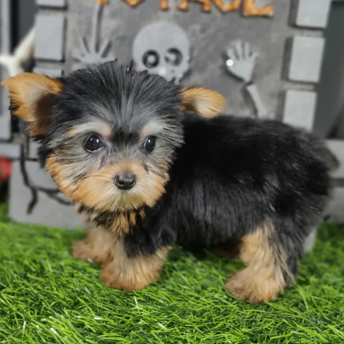 Female Yorkie puppy named Ripley for sale at Puppy Dreams - Mansfield.