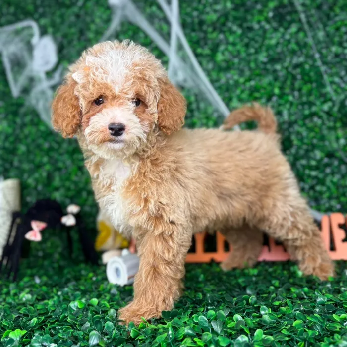 Female Cockapoo puppy named Sally for sale at Puppy Dreams - North Richland Hills.