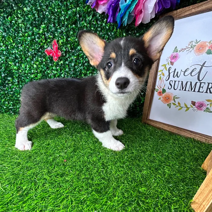 Female Pembroke Welsh Corgi puppy named Betsy for sale at Puppy Dreams - Mansfield.