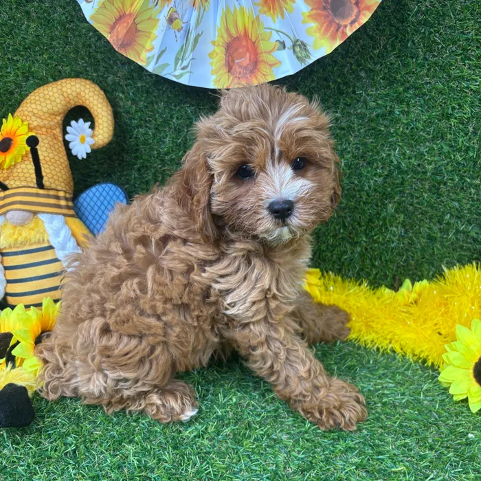 Male Cavapoo puppy named Peanut for sale at Puppy Dreams - Arlington.