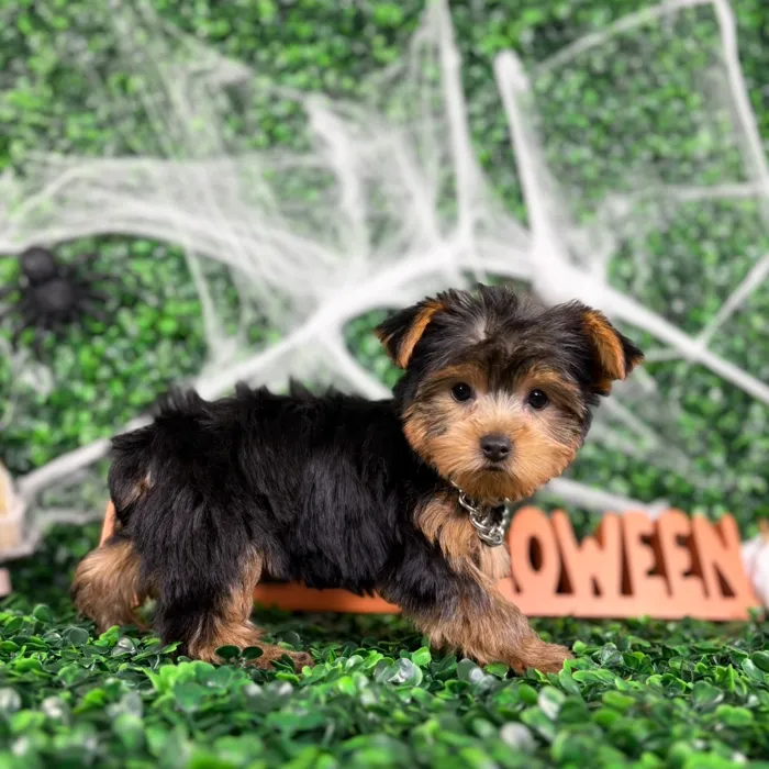 Male Yorkie puppy named Prince for sale at Puppy Dreams - North Richland Hills.