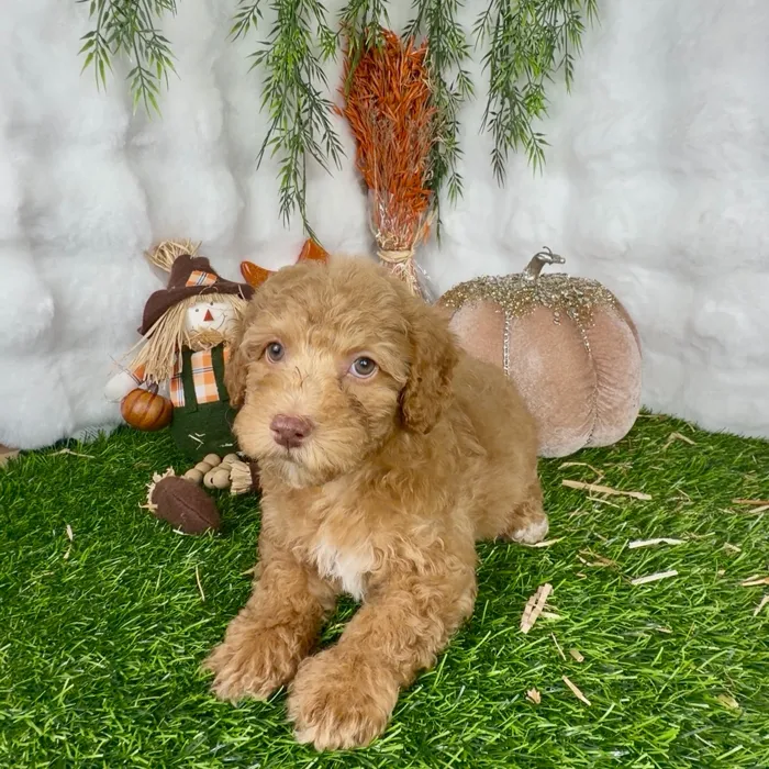 Female Mini Poodle puppy named Ruby for sale at Puppy Dreams - Denton.