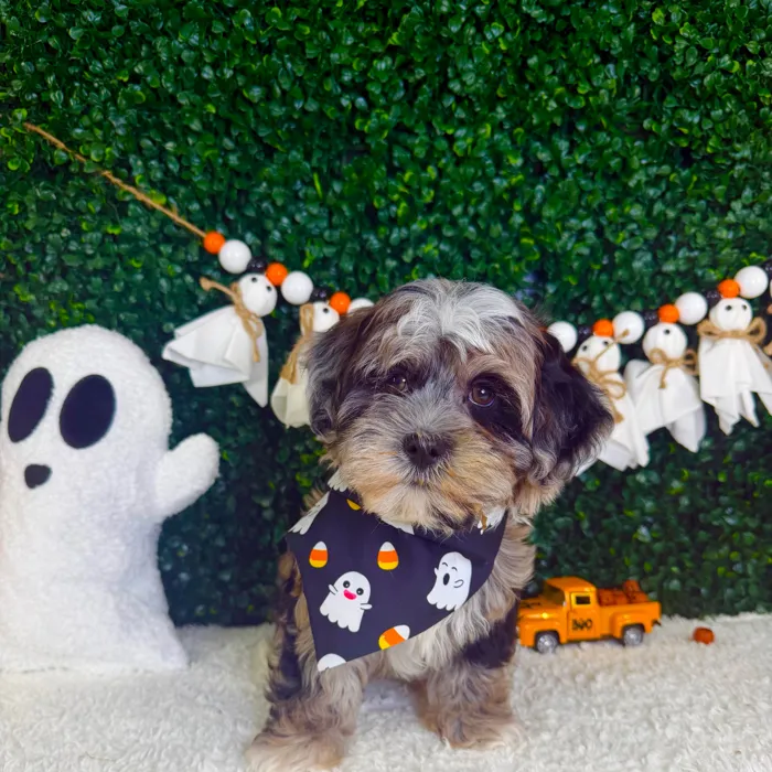 Male Cockapoo puppy named Ghost for sale at Puppy Dreams - Garland.