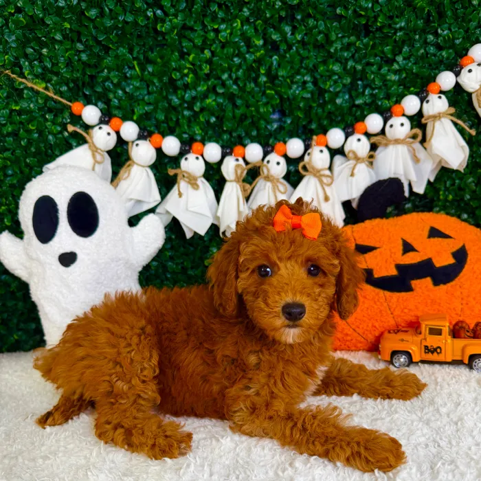 Female Mini Poodle puppy named Treat for sale at Puppy Dreams - Garland.
