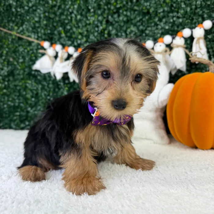 Male Yorkie puppy named Waffles for sale at Puppy Dreams - Garland.
