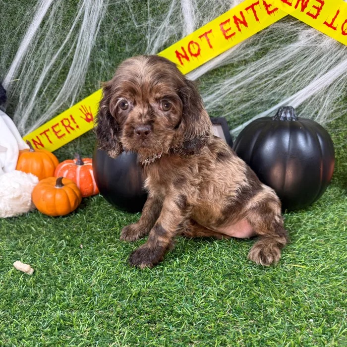 Female Cocker Spaniel puppy named Jinx for sale at Puppy Dreams - Arlington.