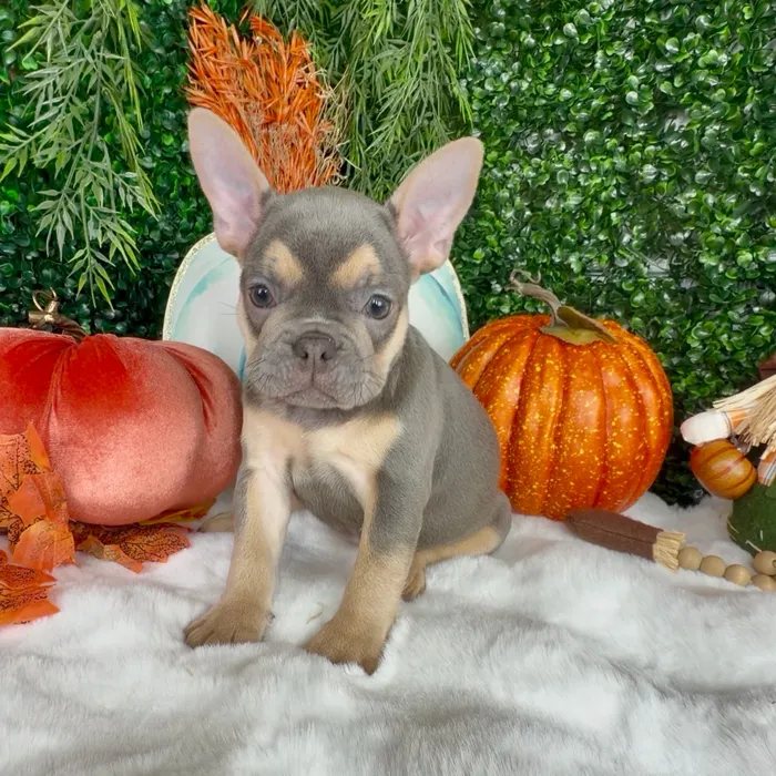 Female French Bulldog puppy named Autumn for sale at Puppy Dreams - Denton.