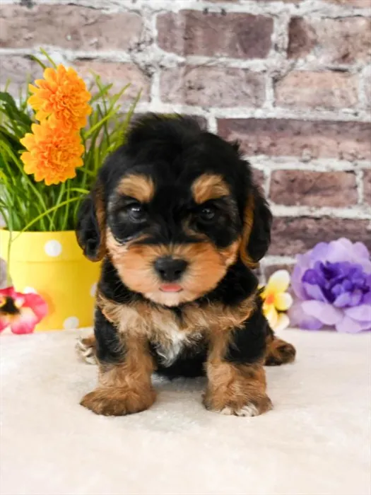 Male Yorkie-Poo puppy for sale at Puppy Dreams - Arlington.