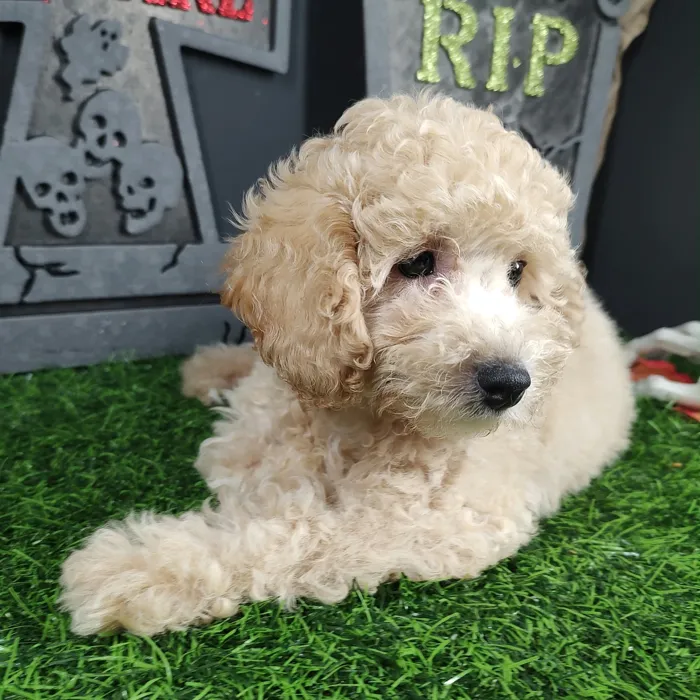 Male Bichon-Poodle puppy named Chucky for sale at Puppy Dreams - Mansfield.