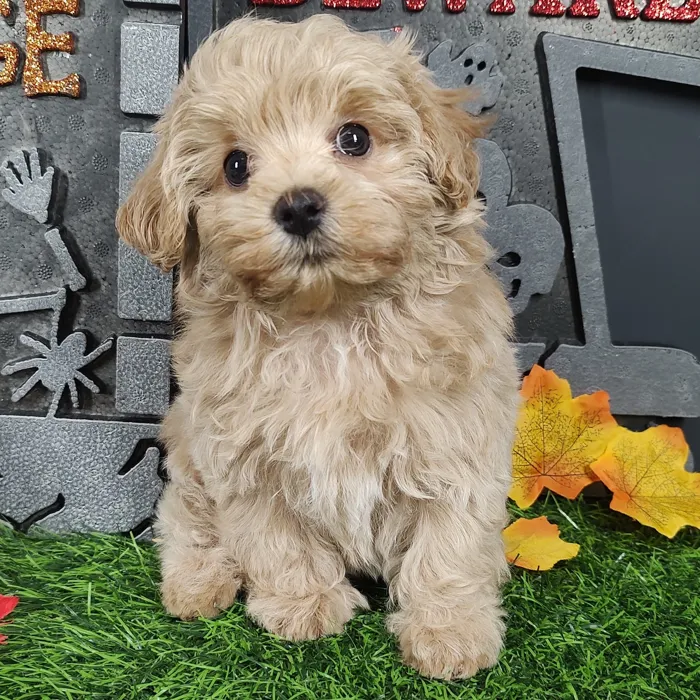 Male Poodle Toy puppy named Chai for sale at Puppy Dreams - Mansfield.