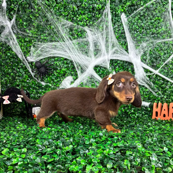 Female Dachshund puppy named Cindy for sale at Puppy Dreams - North Richland Hills.