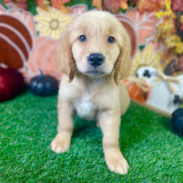 Female Golden Retriever puppy named Molly for sale at Puppy Dreams - Carrollton.