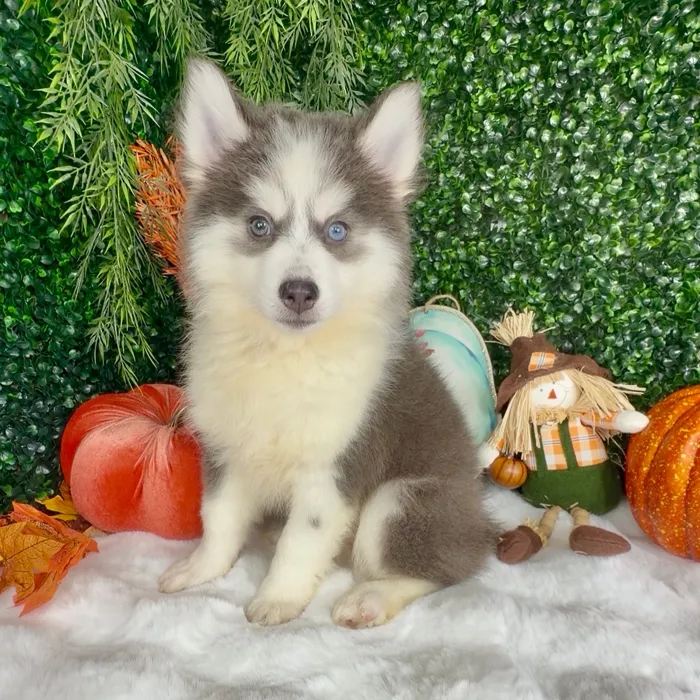 Male Pomsky puppy named Skelly for sale at Puppy Dreams - Denton.