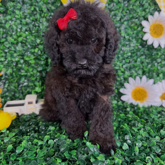Female Toy Poodle puppy named Maya for sale at Puppy Dreams - North Richland Hills.
