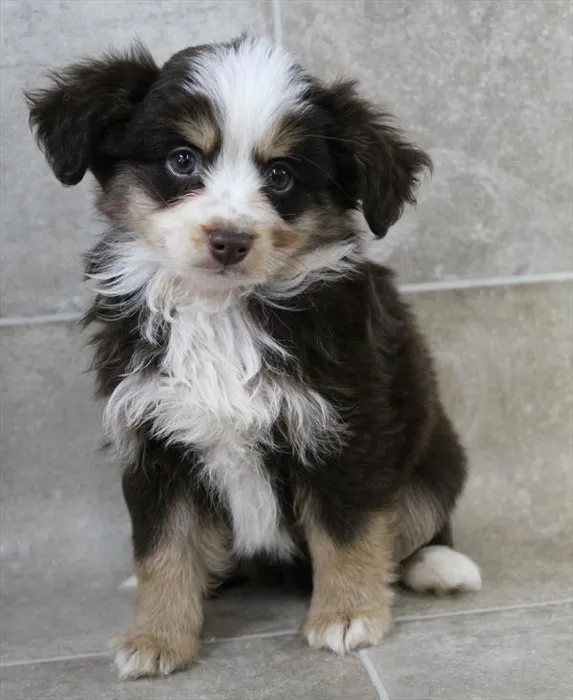 Male Mini Aussie puppy for sale at Puppy Dreams - Denton.