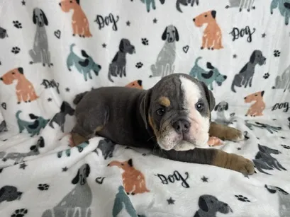 Female English Bulldog puppy for sale at Puppy Dreams - Arlington.