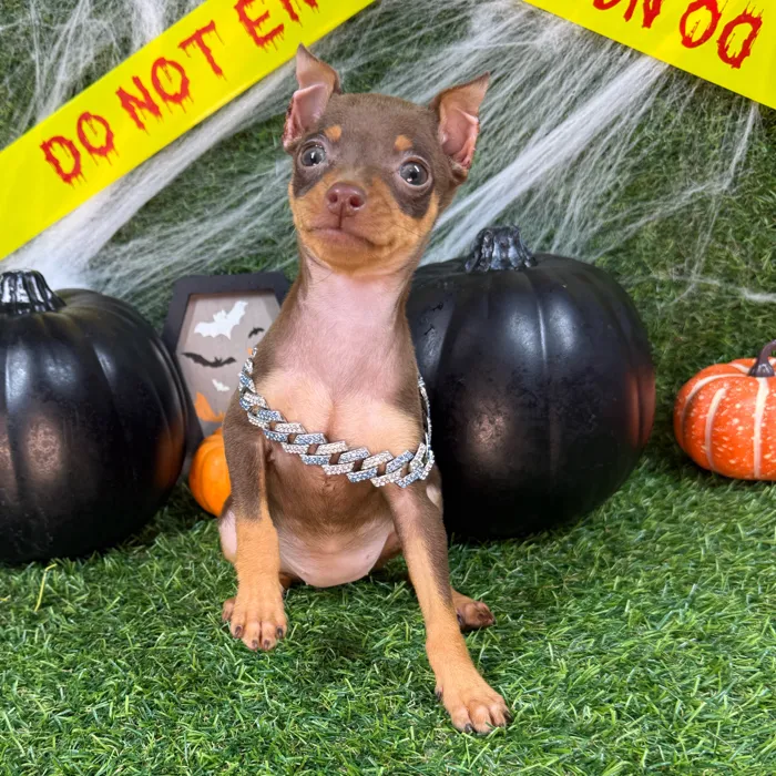 Female Min Pin puppy named Tiny for sale at Puppy Dreams - Arlington.