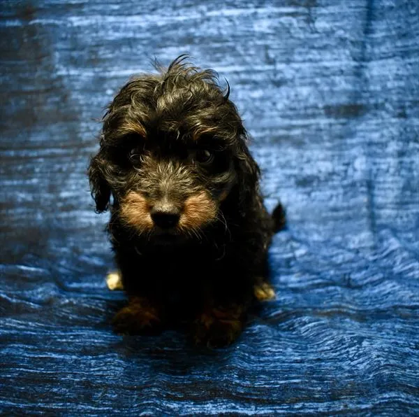 Male Bernedoodle puppy named Yoda for sale at Puppy Dreams - Carrollton.