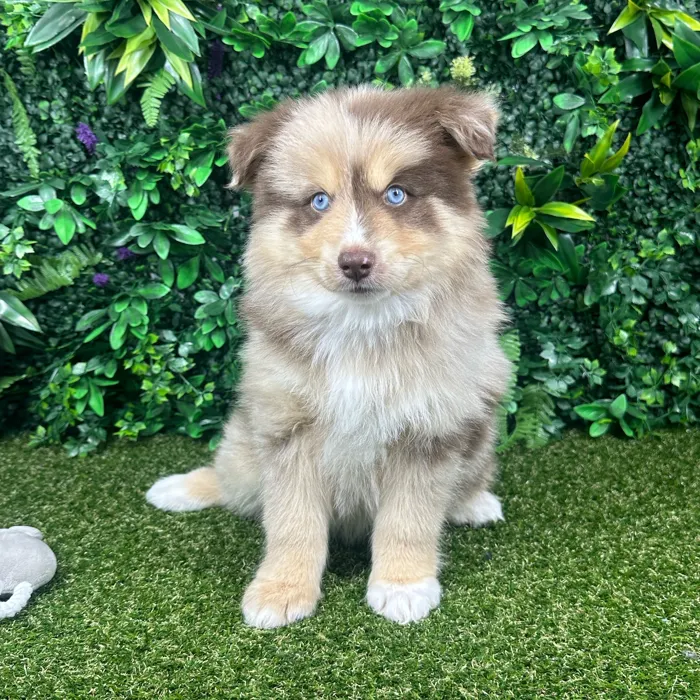 Male Pomsky puppy named Toby for sale at Puppy Dreams - Parks Mall.