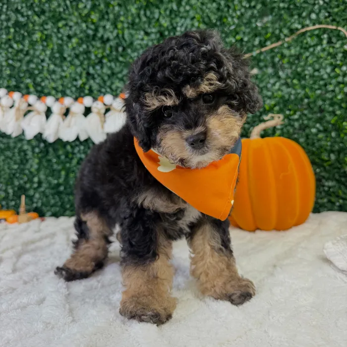 Male Cavapoo puppy named Winston for sale at Puppy Dreams - Garland.