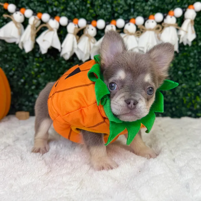 Male Fluffy French Bulldog puppy named Ghost for sale at Puppy Dreams - Garland.