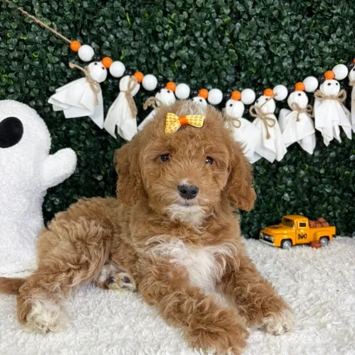 Female Mini Goldendoodle puppy named Maple for sale at Puppy Dreams - Garland.