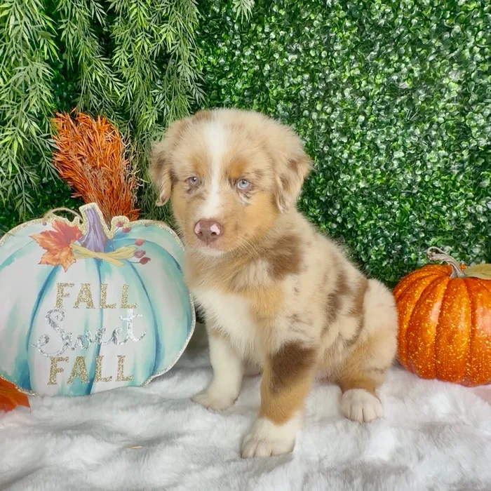 Male Mini Aussie puppy named Hunter for sale at Puppy Dreams - Denton.