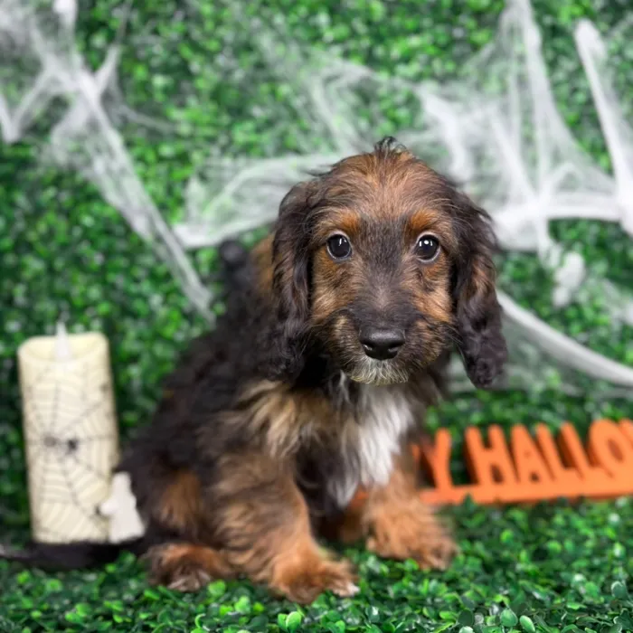 Male Cockapoo puppy named Teddy for sale at Puppy Dreams - North Richland Hills.