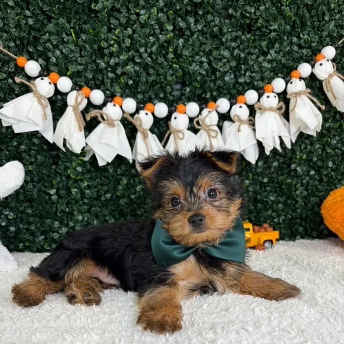 Male Yorkie puppy named Chucky for sale at Puppy Dreams - Garland.