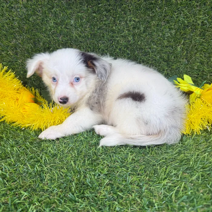 Male Mini Aussie puppy named Ghost for sale at Puppy Dreams - Arlington.