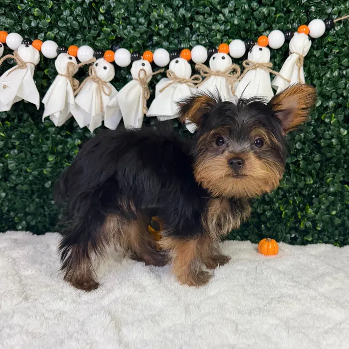 Male Yorkie puppy named Ranger for sale at Puppy Dreams - Garland.