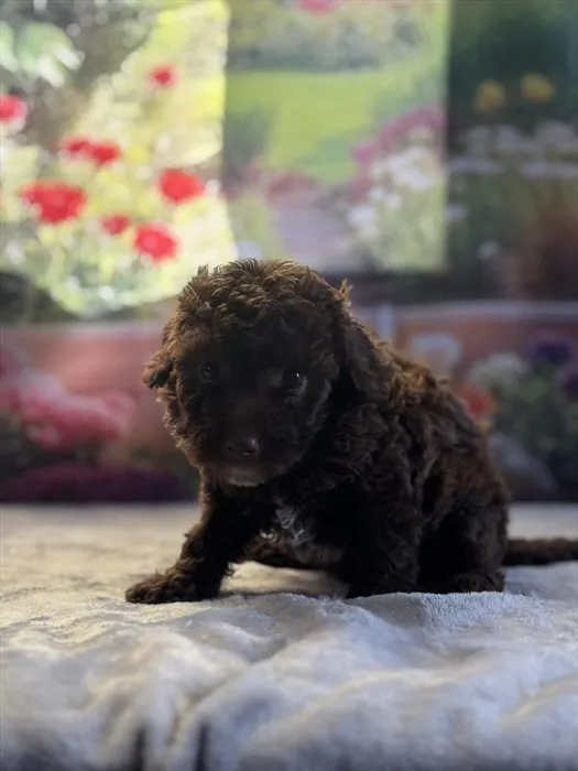 Female Mini Goldendoodle puppy named Regan for sale at Puppy Dreams - Mansfield.