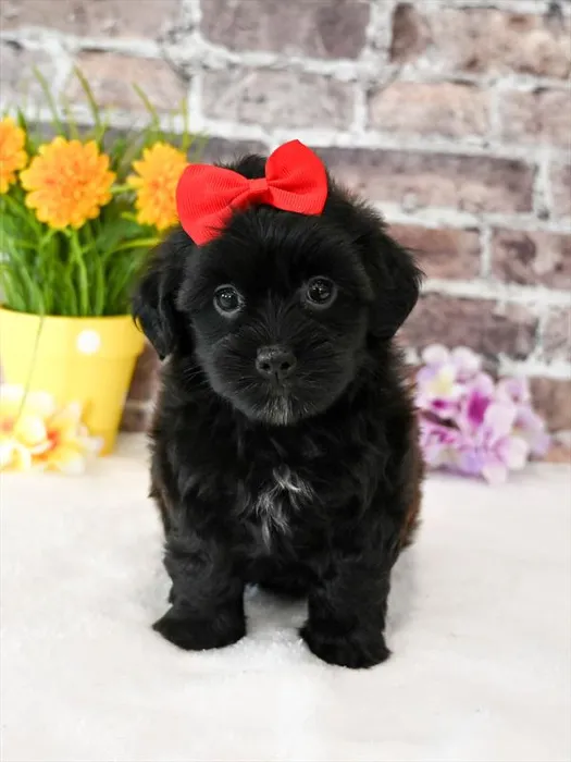 Female Cockapoo puppy named Tater Tot for sale at Puppy Dreams - Garland.