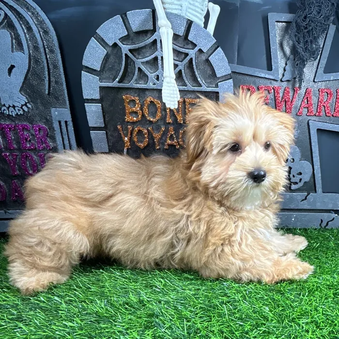 Female Shorkie puppy named Red for sale at Puppy Dreams - Mansfield.