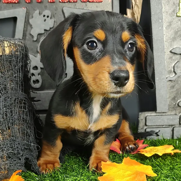 Male Dachshund puppy named Jason for sale at Puppy Dreams - Mansfield.