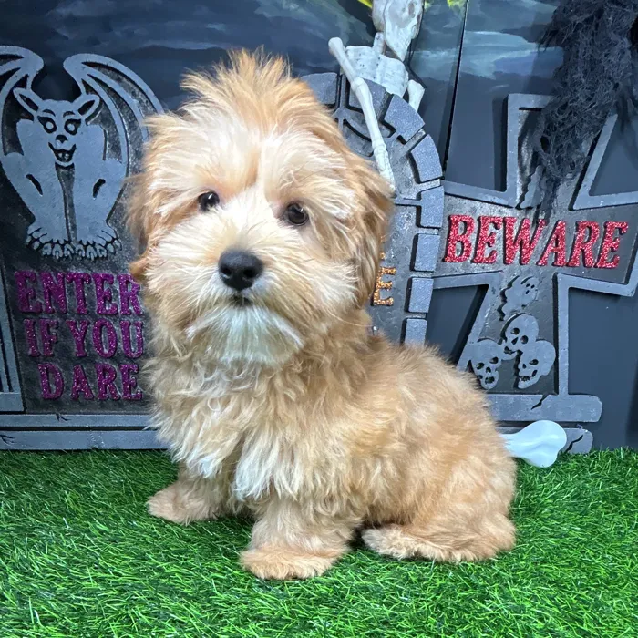 Female Shorkie puppy named Red for sale at Puppy Dreams - Mansfield.