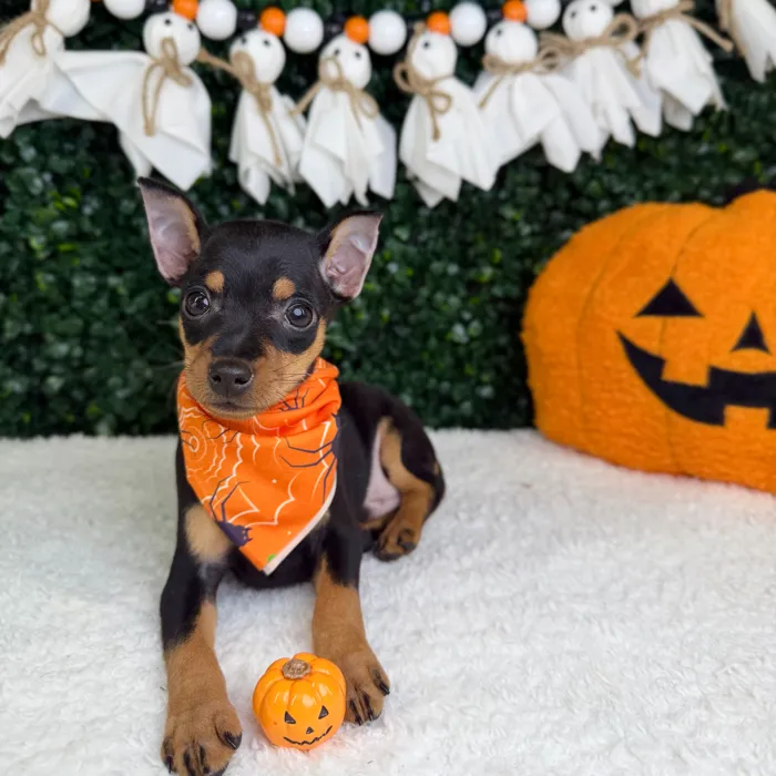 Male Min Pin puppy named Boo for sale at Puppy Dreams - Garland.