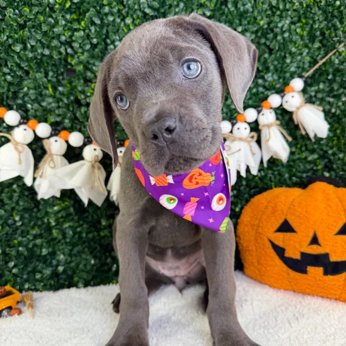Female Cane Corso puppy named Bella for sale at Puppy Dreams - Garland.