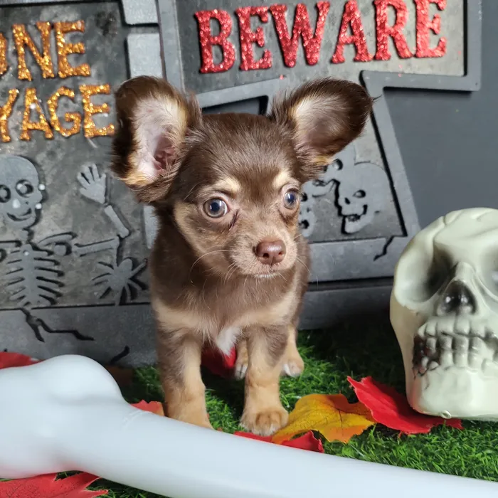 Female Chihuahua puppy named *Whitney* for sale at Puppy Dreams - Mansfield.