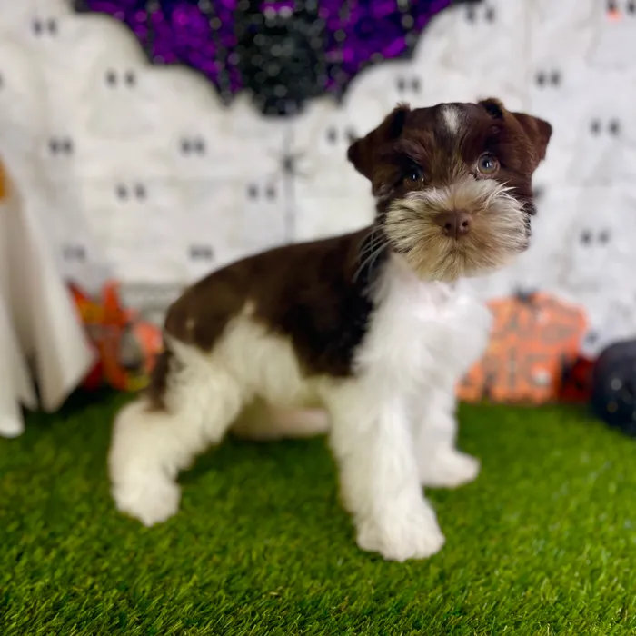Male Mini Schnauzer puppy named Virgil for sale at Puppy Dreams - Carrollton.